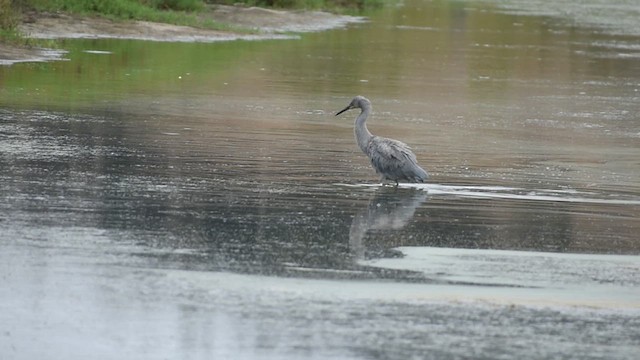 アカクロサギ - ML639368790