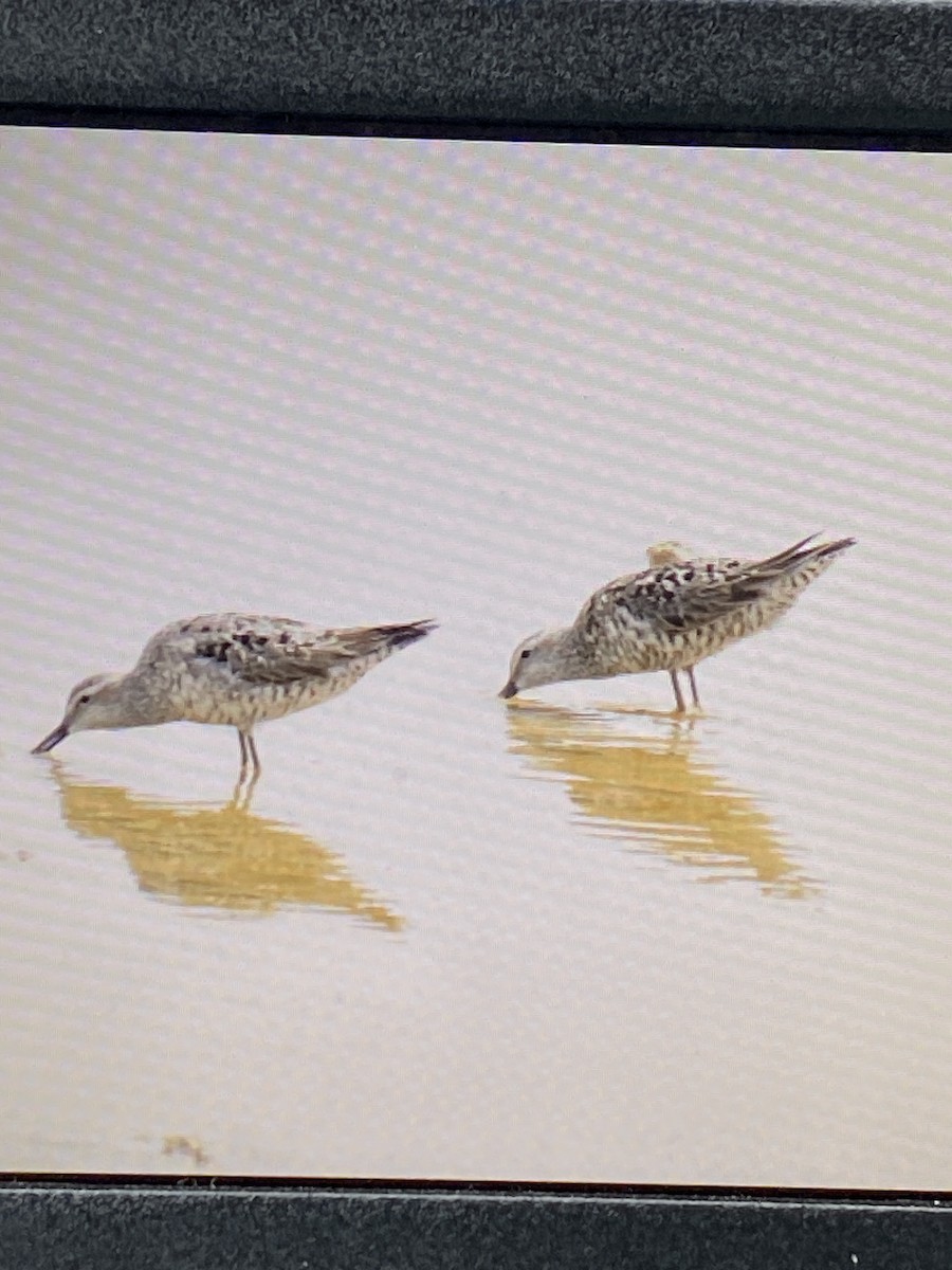 Stilt Sandpiper - ML639368861