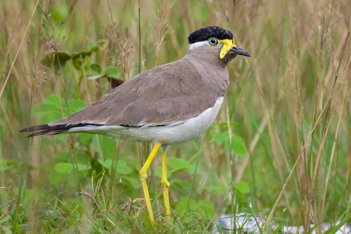 Yellow-wattled Lapwing - ML639368868