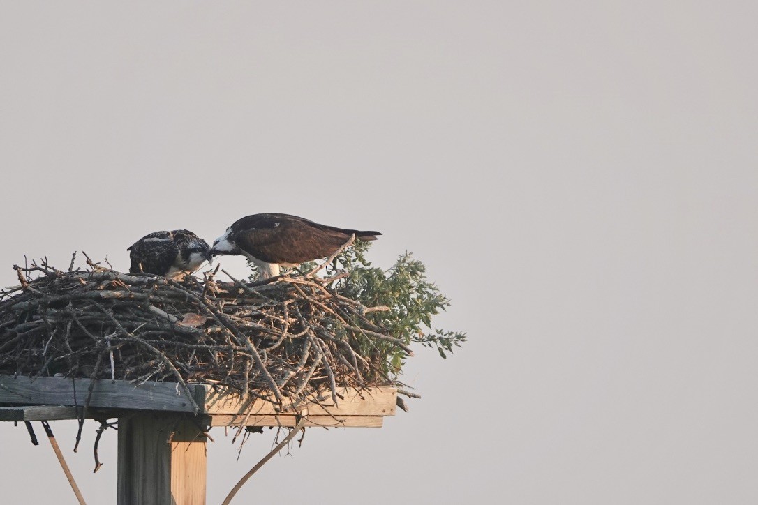 orlovec říční - ML639368993