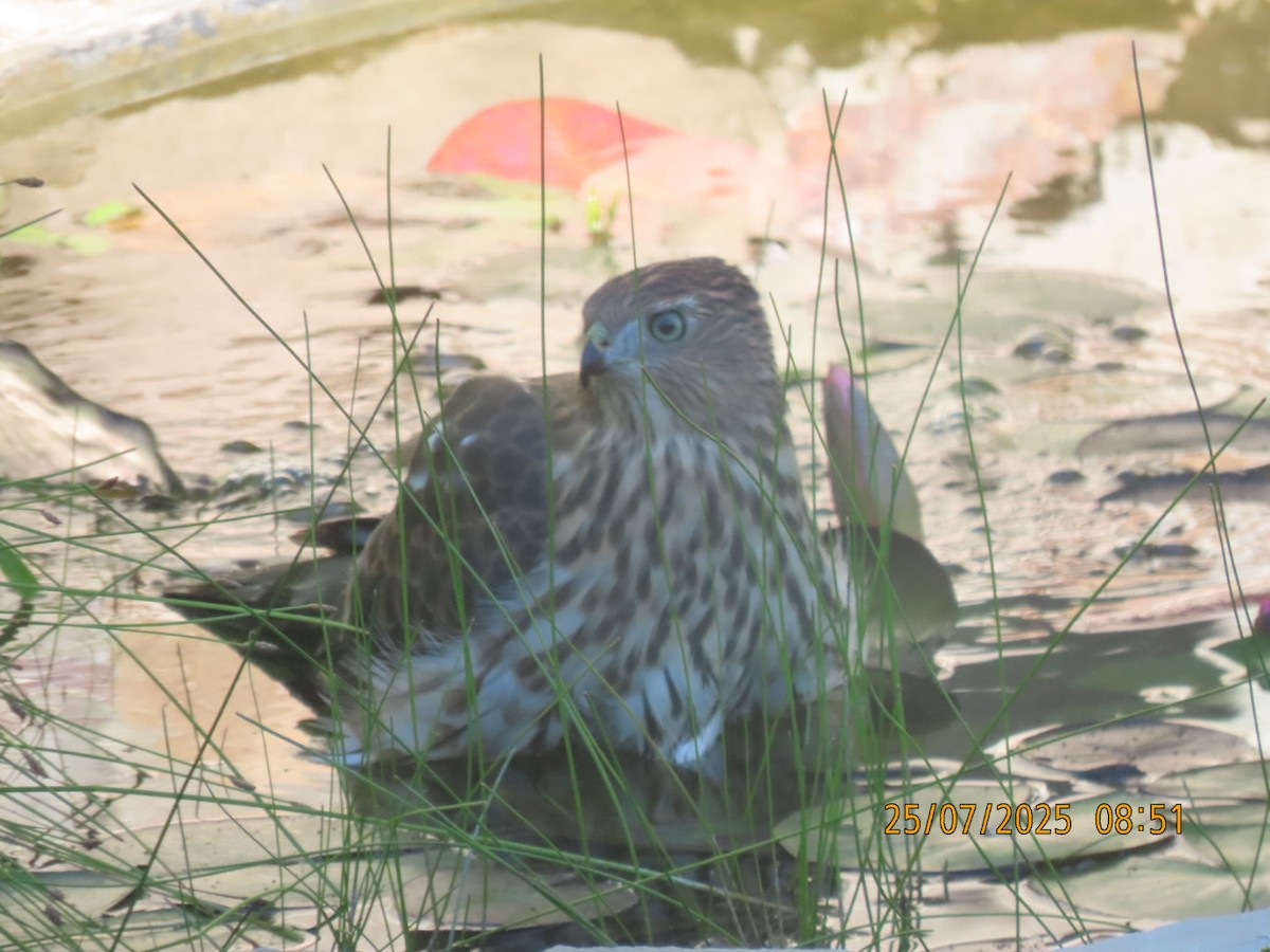 Cooper's Hawk - ML639369023