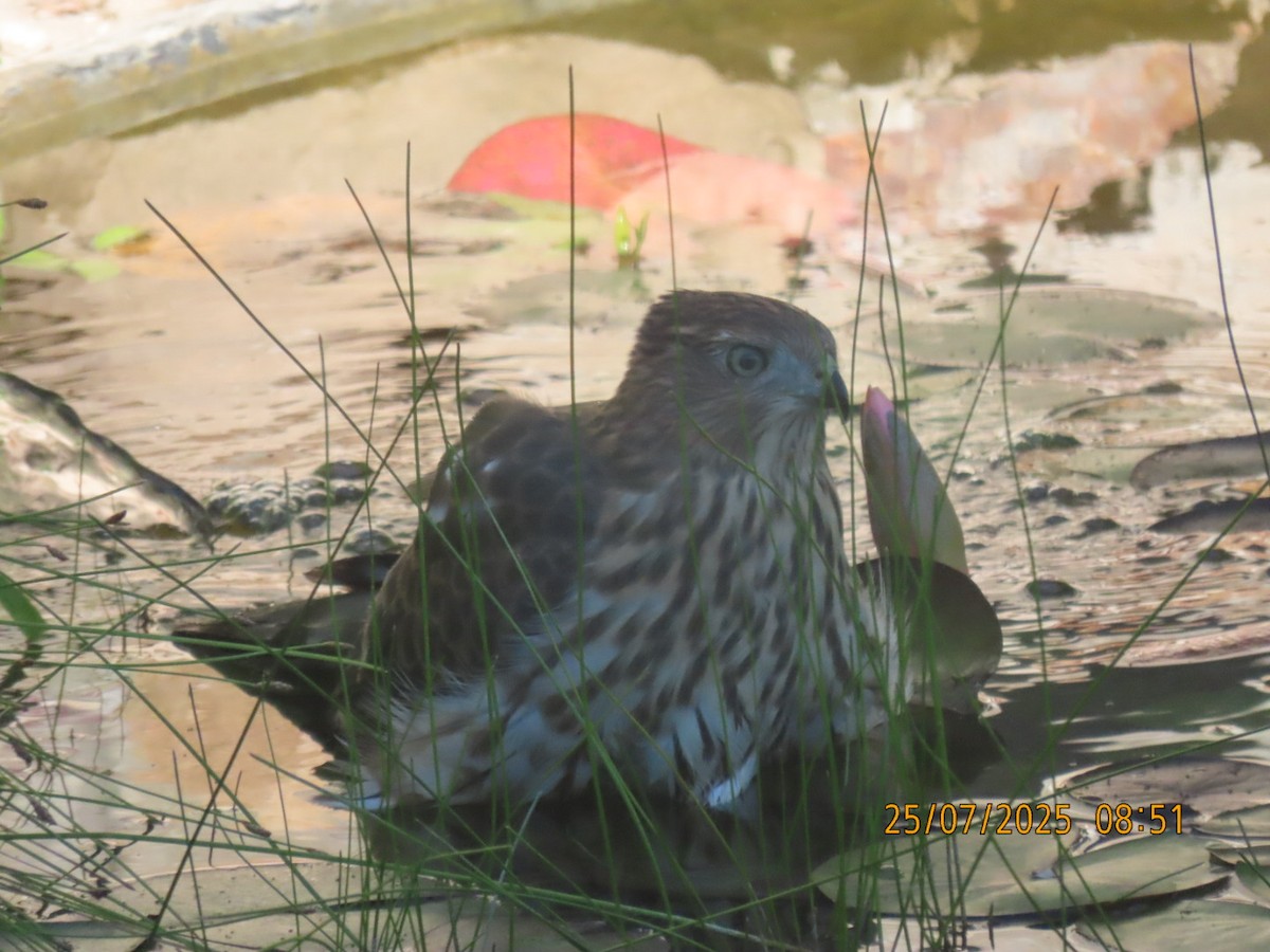 Cooper's Hawk - ML639369024