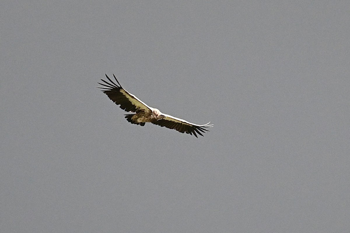 Himalayan Griffon - ML639369026