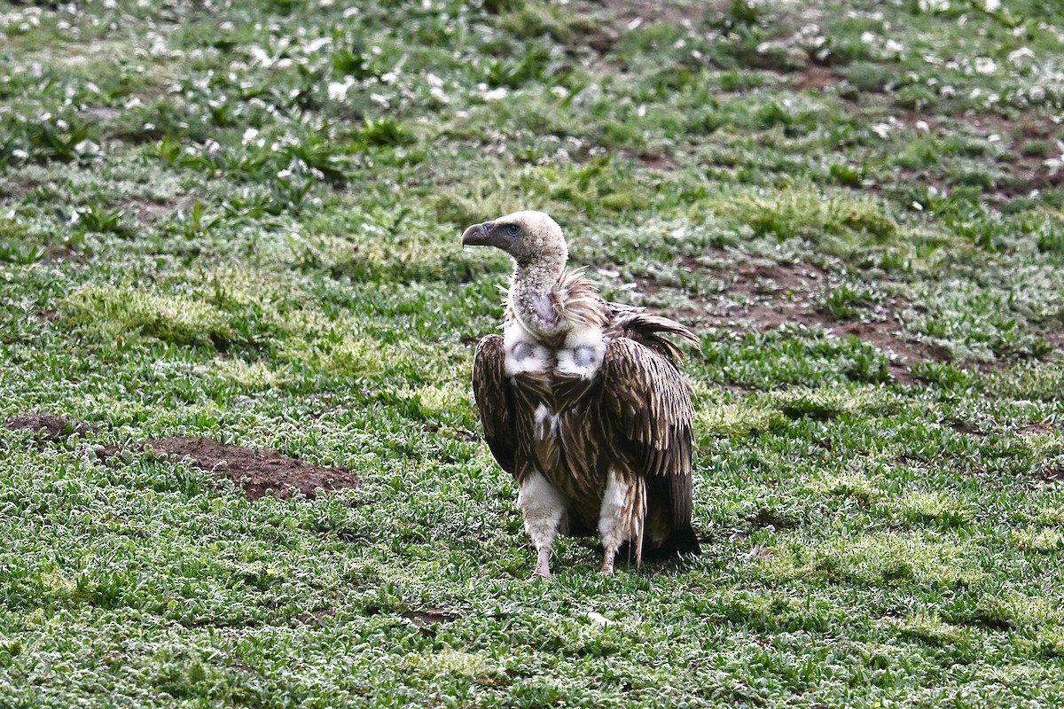 Himalayan Griffon - ML639369028