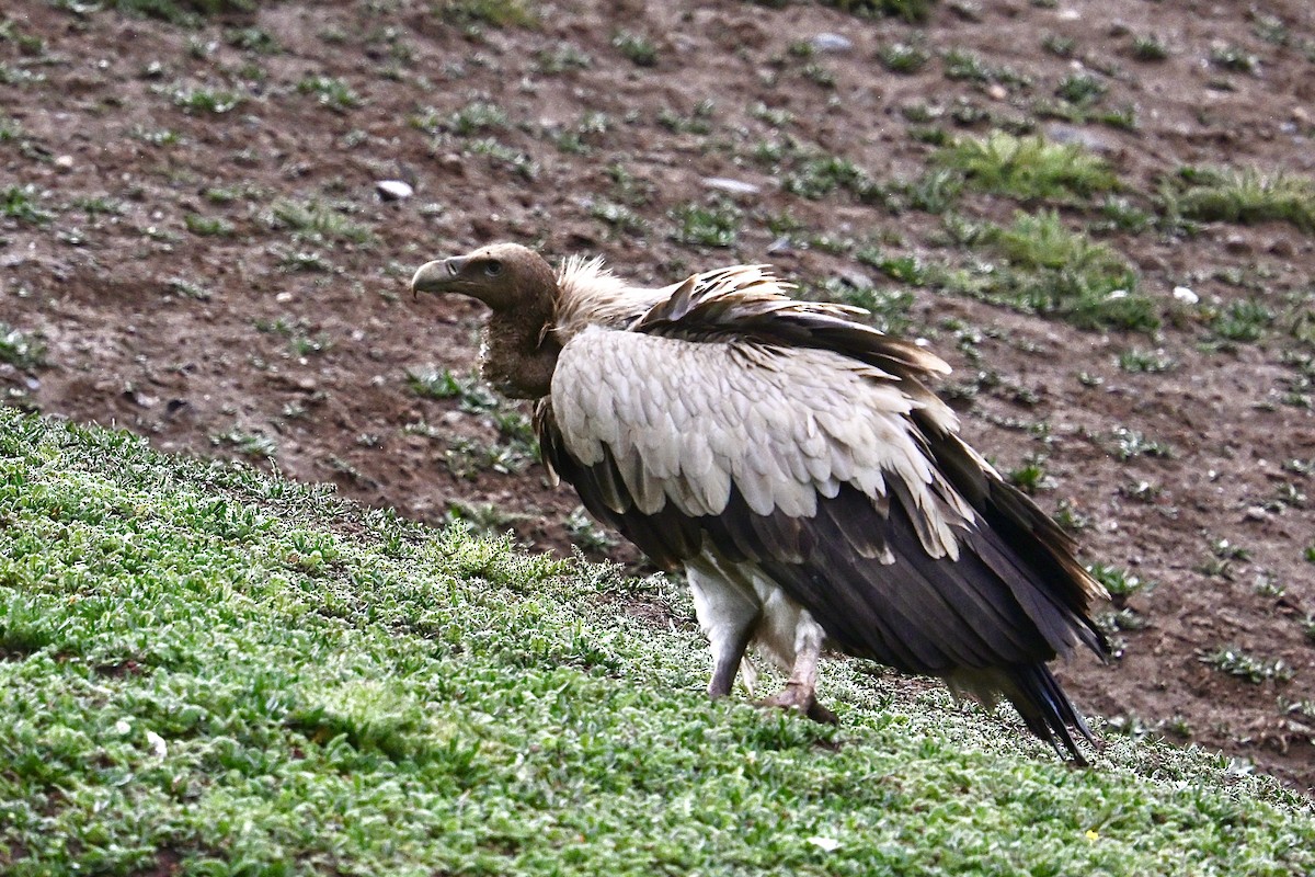 Himalayan Griffon - ML639369029