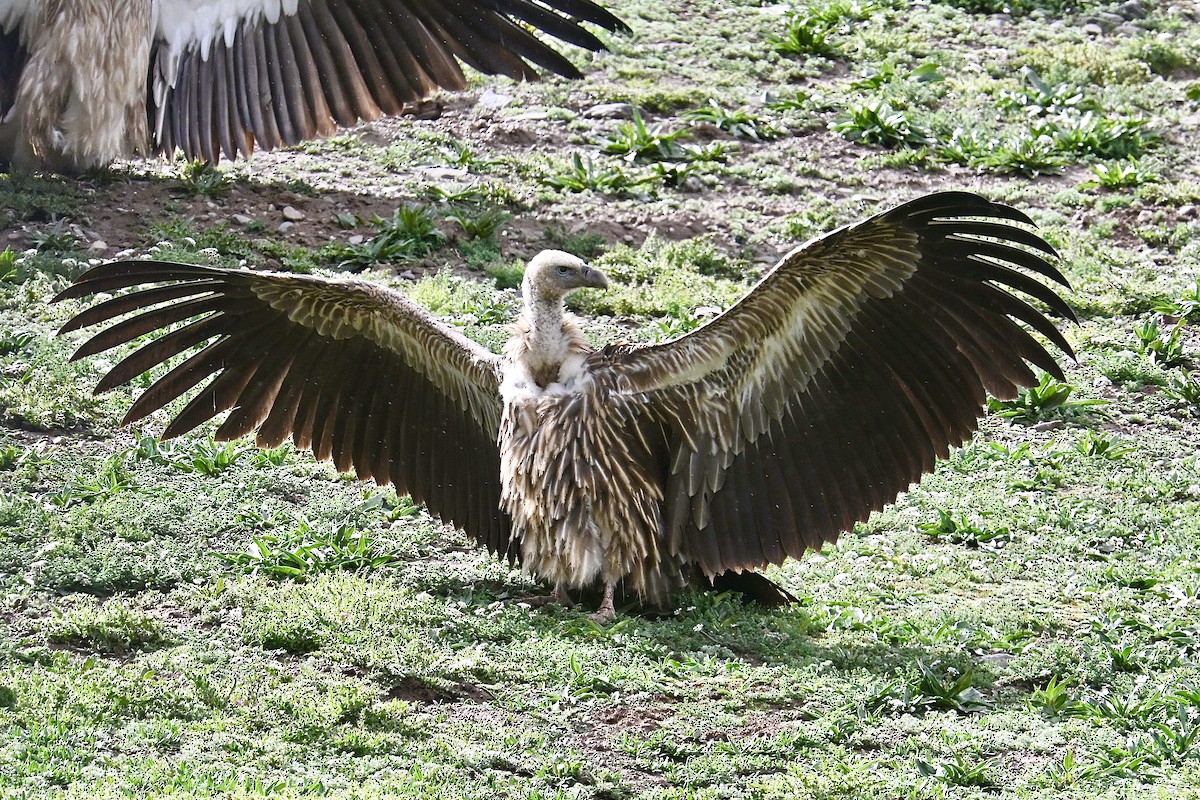 Himalayan Griffon - ML639369032