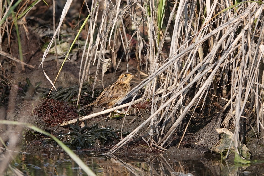 Saltmarsh Sparrow - ML639369040
