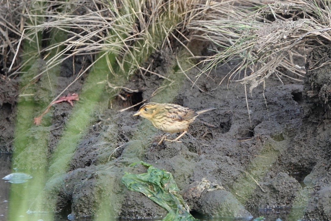 Saltmarsh Sparrow - ML639369041
