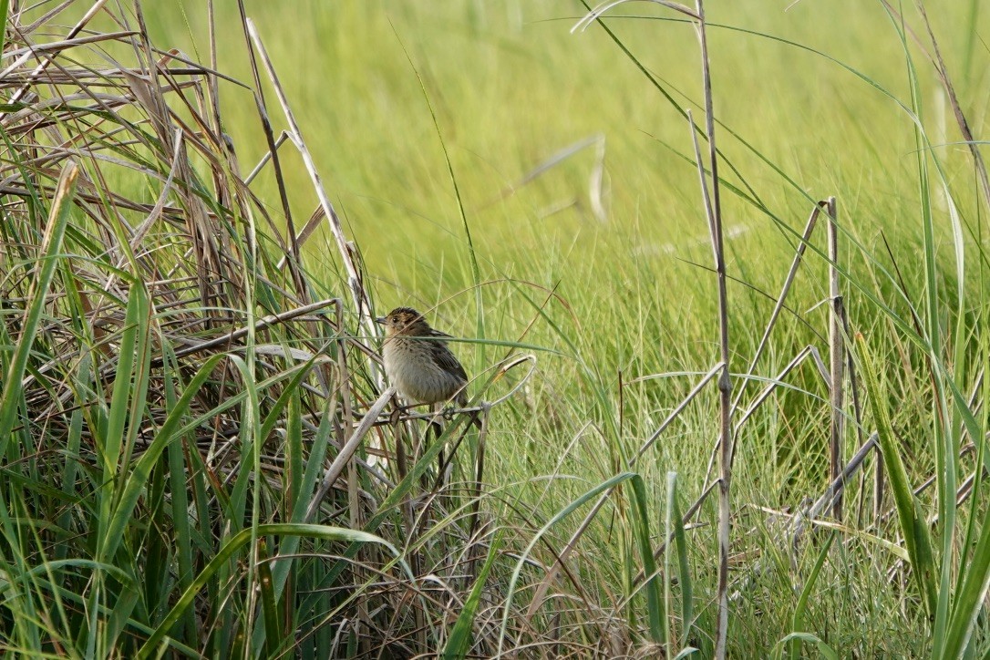 Saltmarsh Sparrow - ML639369042