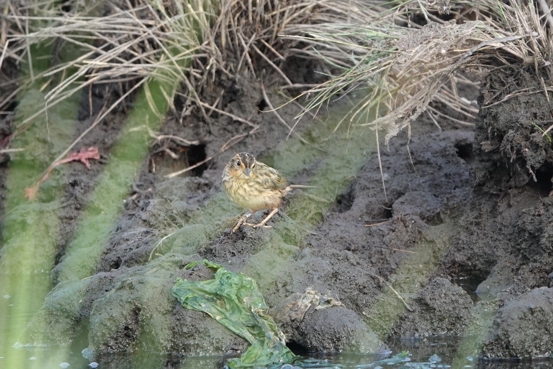 Saltmarsh Sparrow - ML639369043