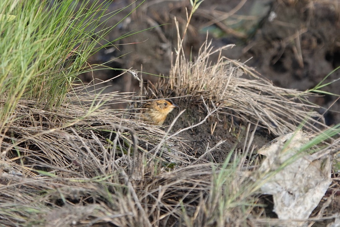 Saltmarsh Sparrow - ML639369044