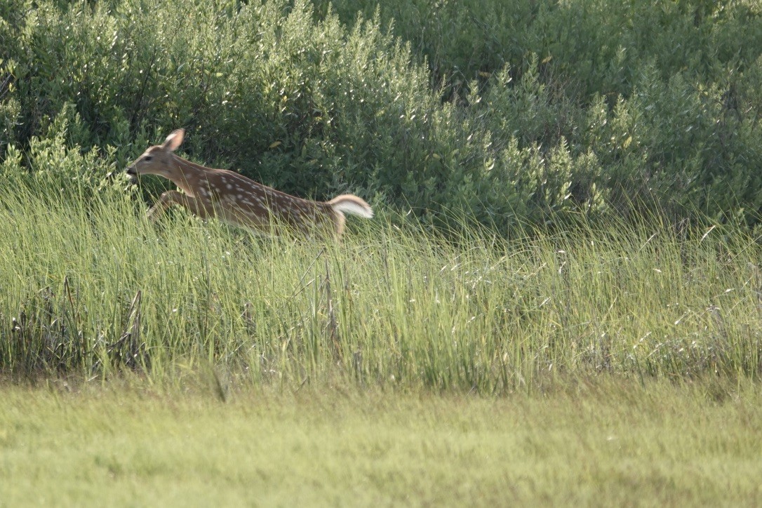 Northern White-tailed Deer - ML639369045