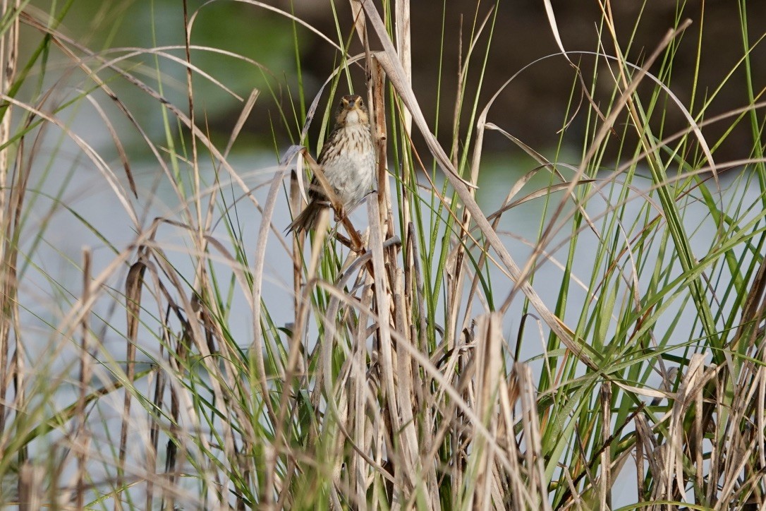 Saltmarsh Sparrow - ML639369048