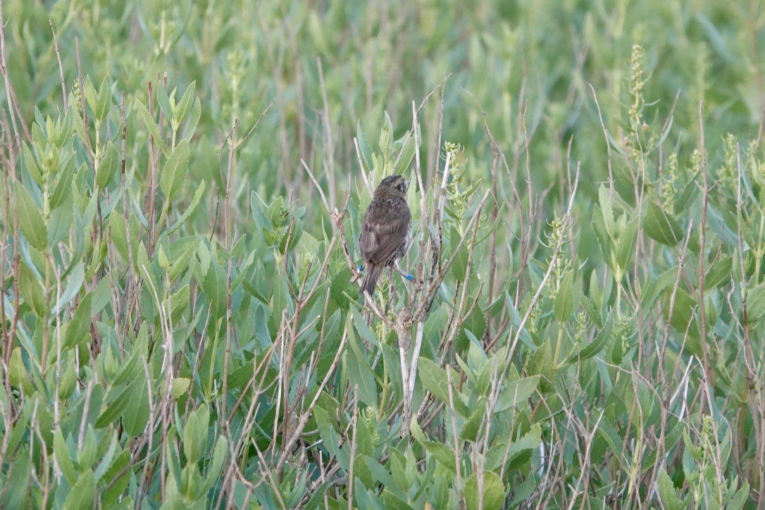Saltmarsh Sparrow - ML639369049