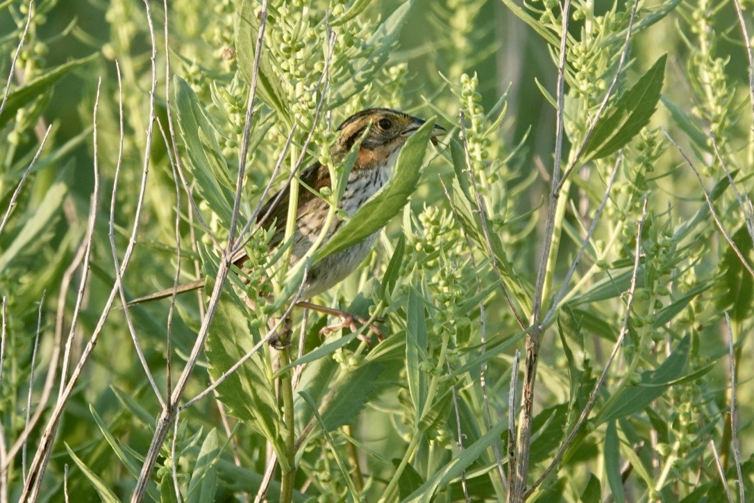 Saltmarsh Sparrow - ML639369050