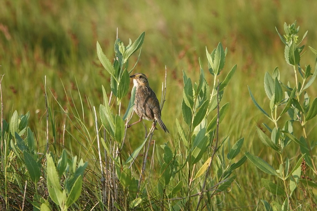 Saltmarsh Sparrow - ML639369051