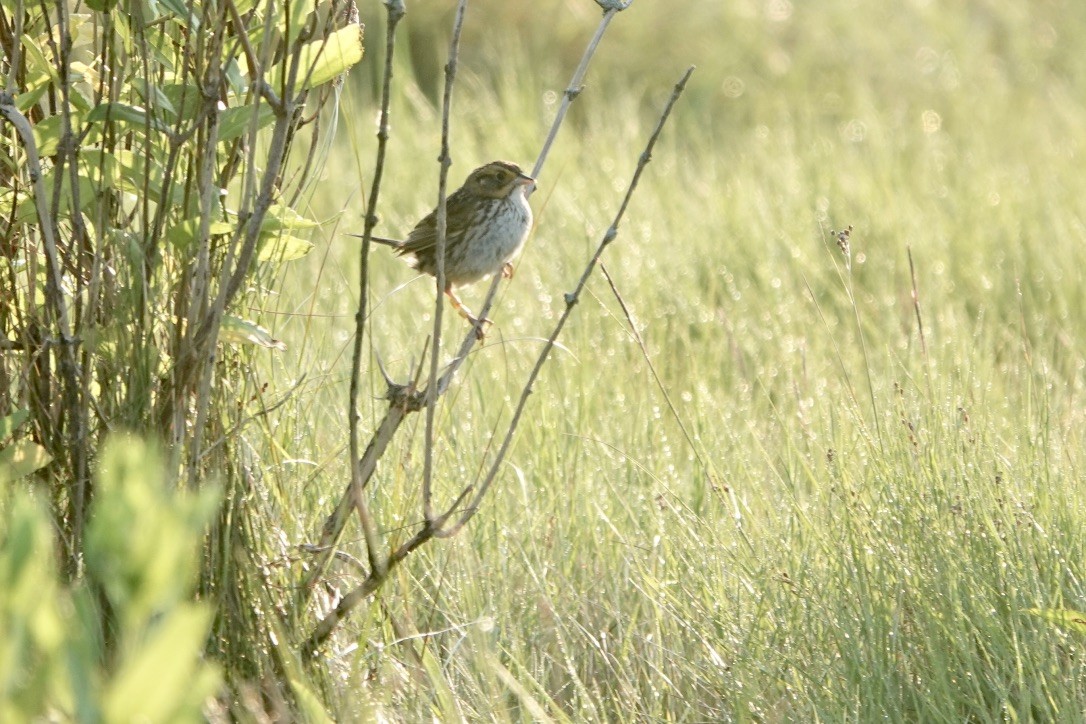 Saltmarsh Sparrow - ML639369052