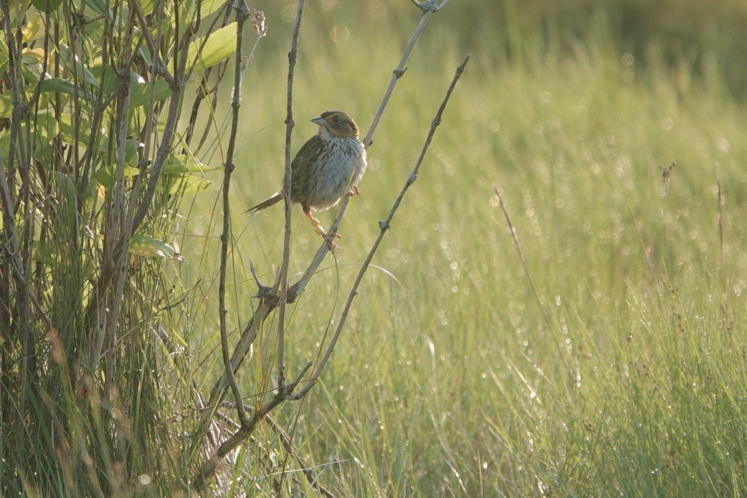 Saltmarsh Sparrow - ML639369053