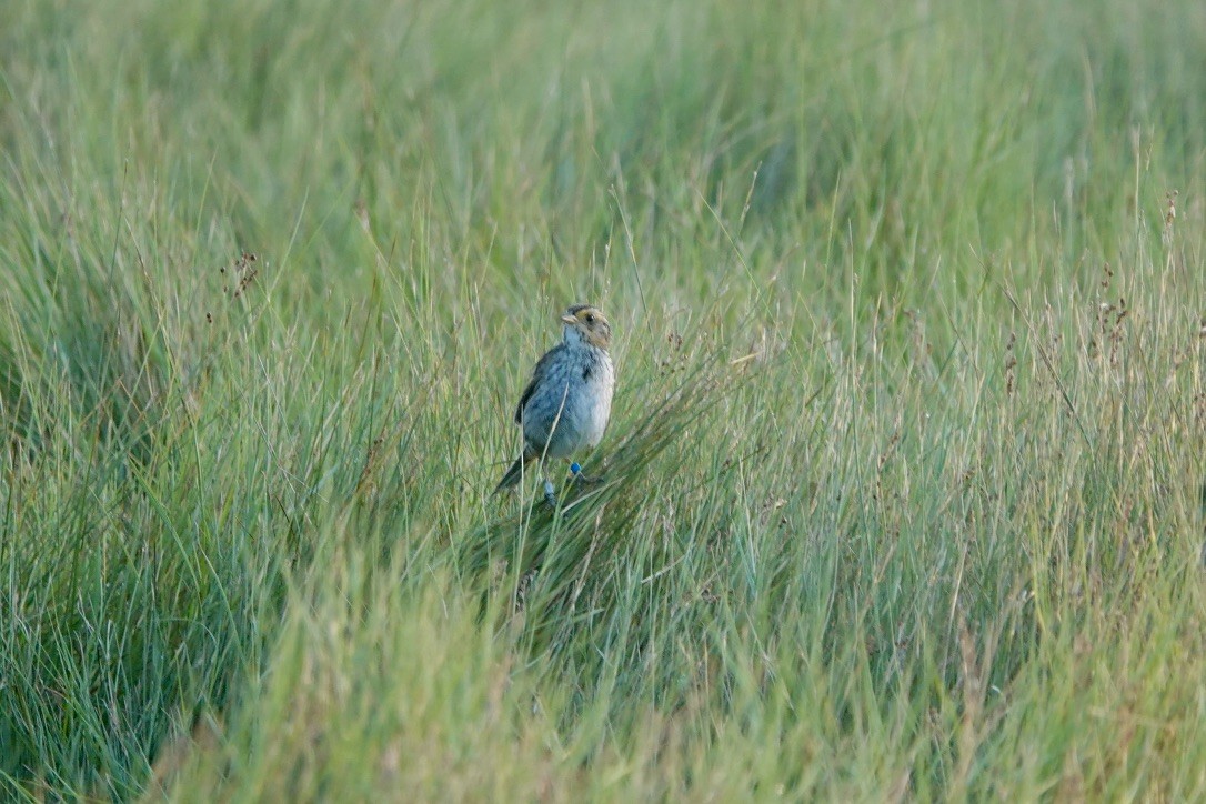 Saltmarsh Sparrow - ML639369054