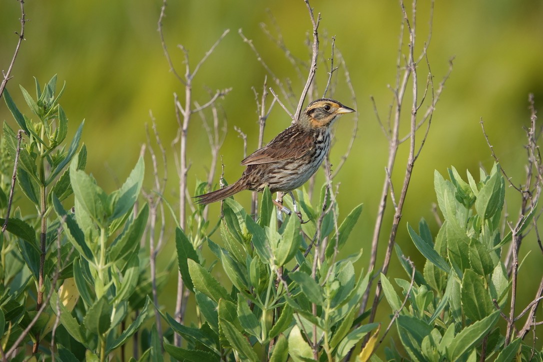 Saltmarsh Sparrow - ML639369055