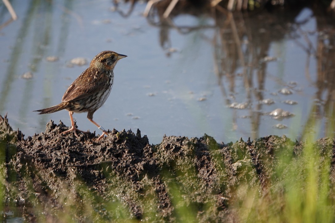 Saltmarsh Sparrow - ML639369056