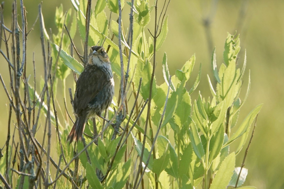 Saltmarsh Sparrow - ML639369057