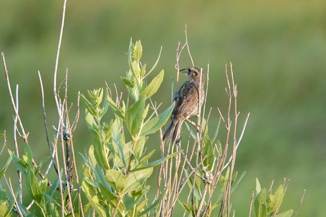 Saltmarsh Sparrow - ML639369061