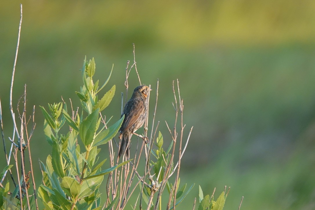 Saltmarsh Sparrow - ML639369062