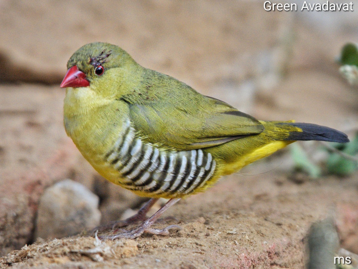 Green Avadavat - ML639369099
