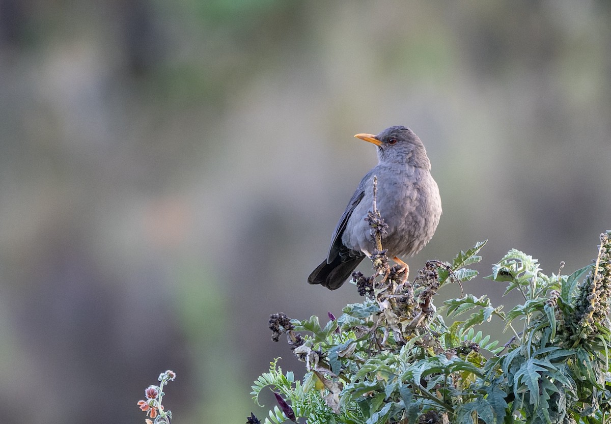 Chiguancodrossel - ML639369118