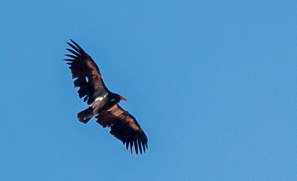 California Condor - ML639369123