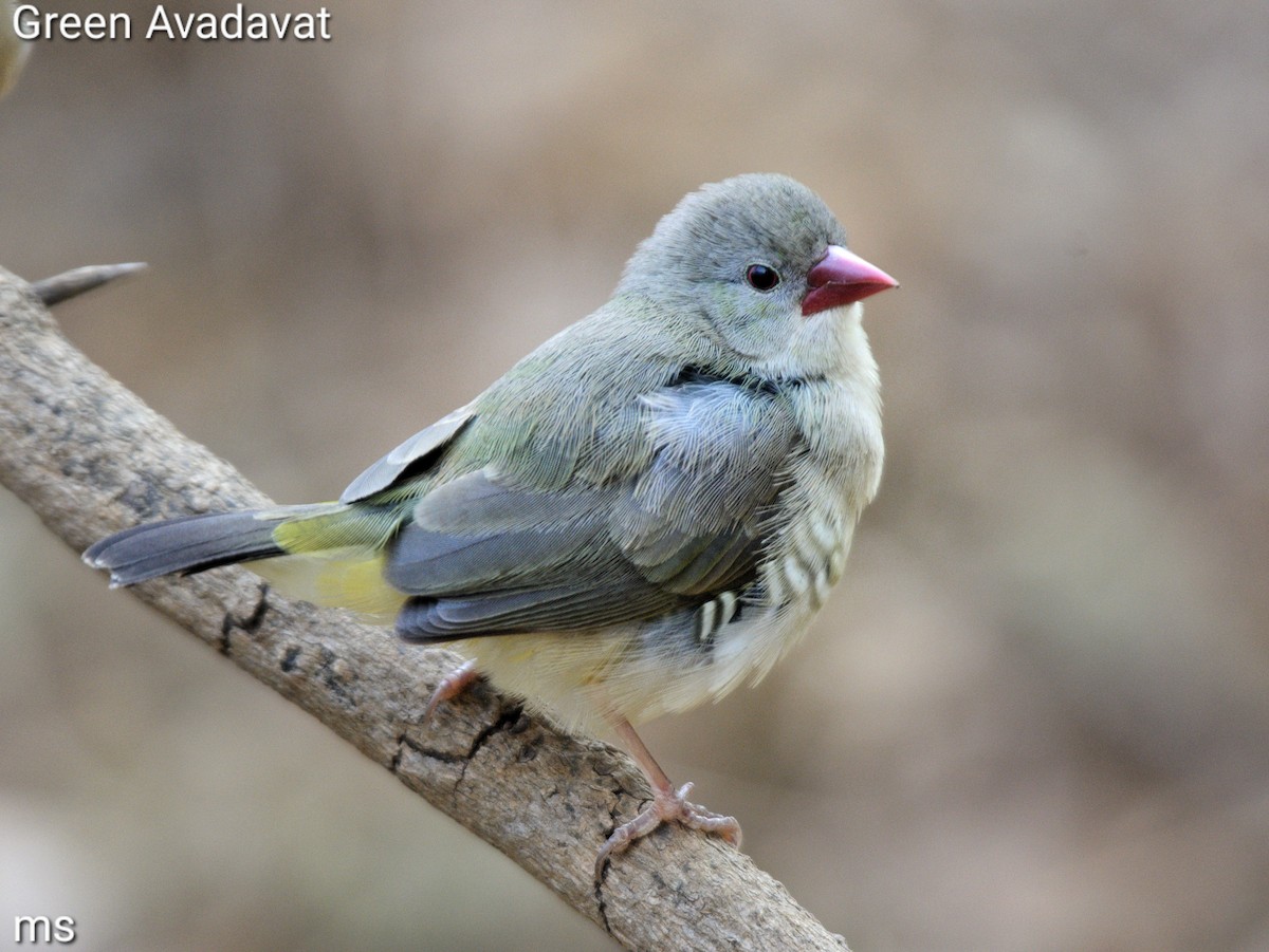 Green Avadavat - ML639369125