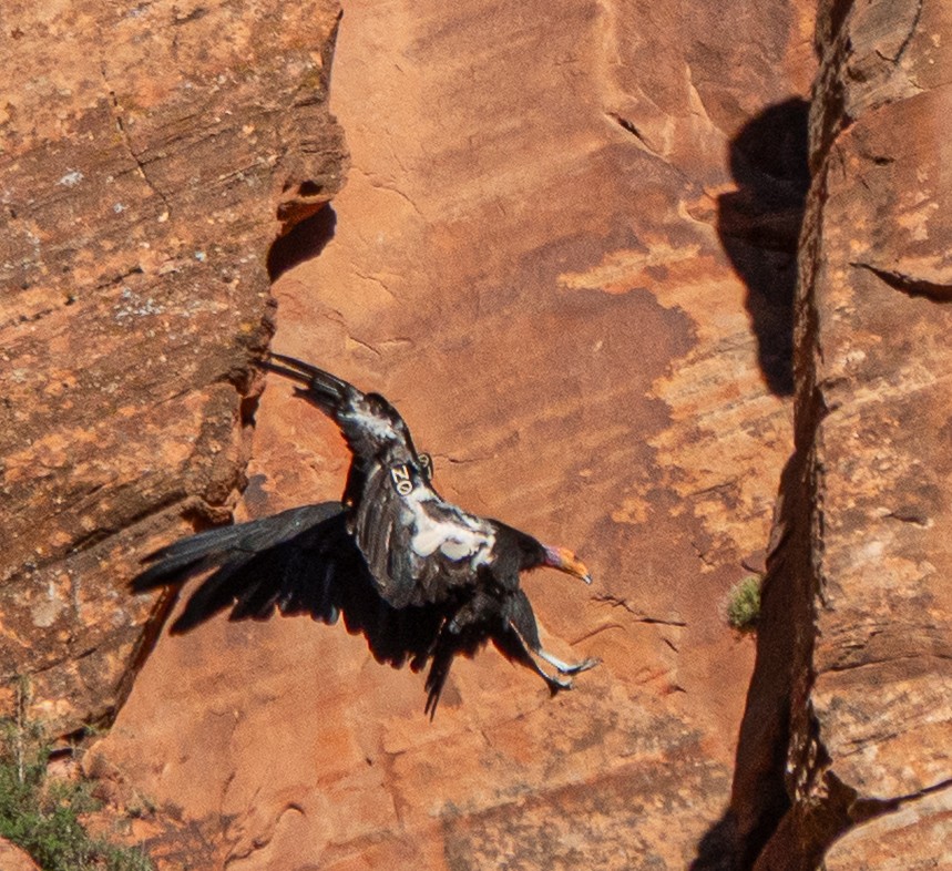 California Condor - ML639369132