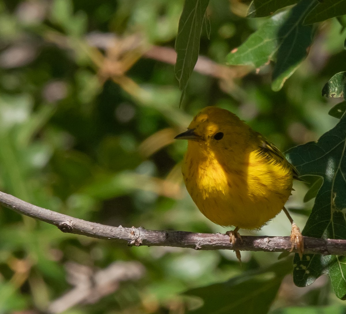 Yellow Warbler - ML639369149