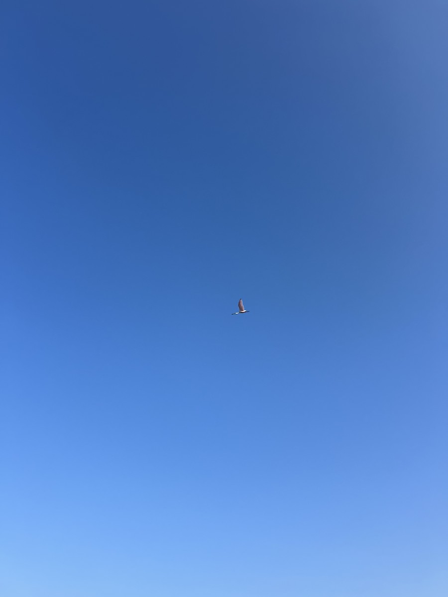 Roseate Spoonbill - ML639369179