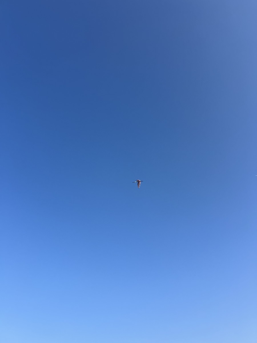 Roseate Spoonbill - ML639369180