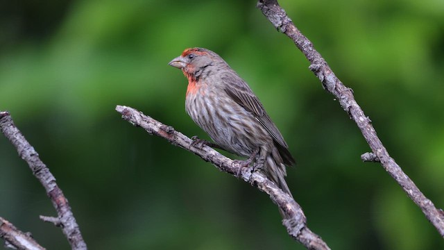 House Finch (Common) - ML639369215