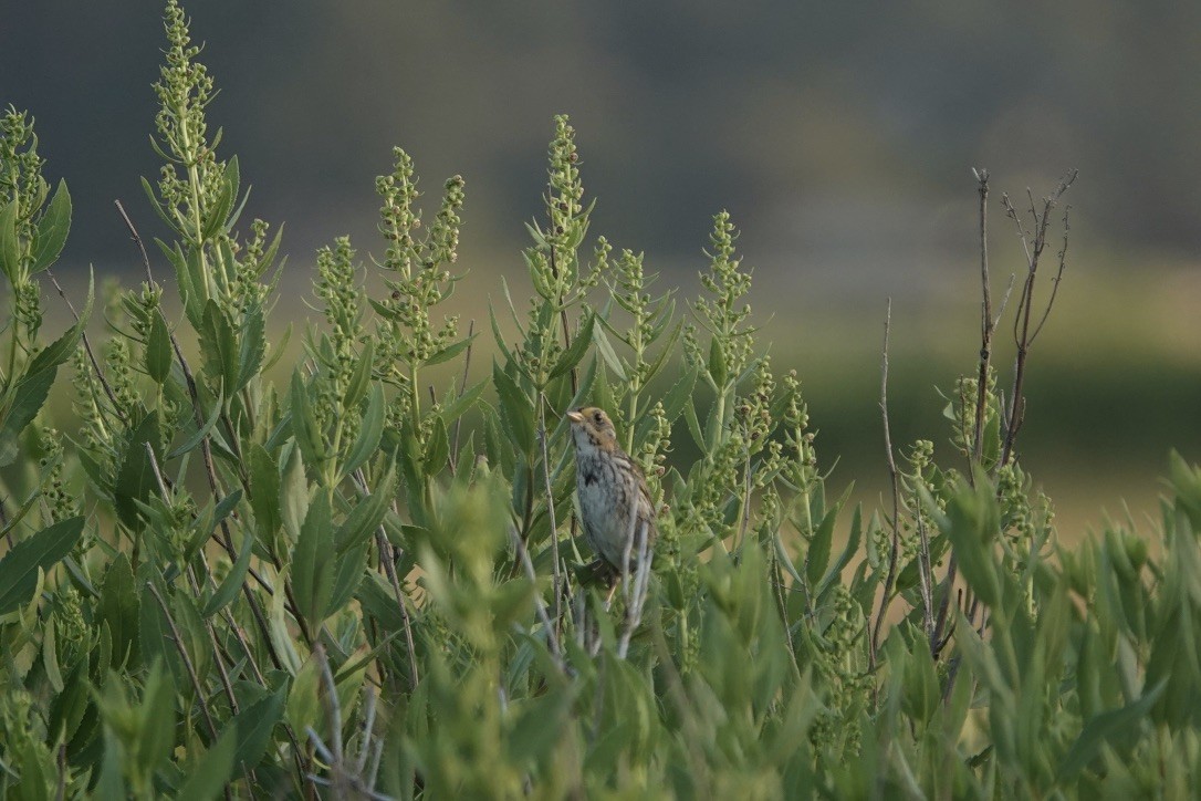 Saltmarsh Sparrow - ML639369219