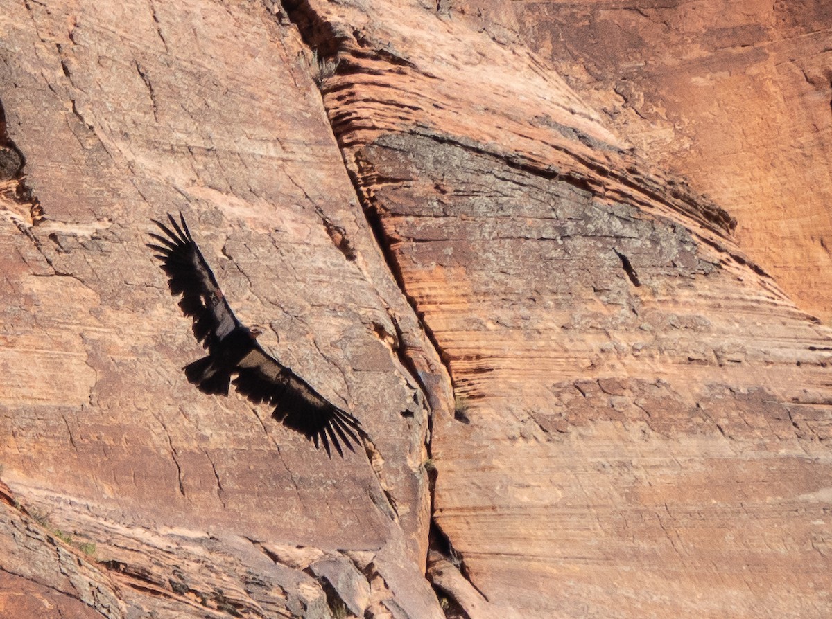 California Condor - ML639369236