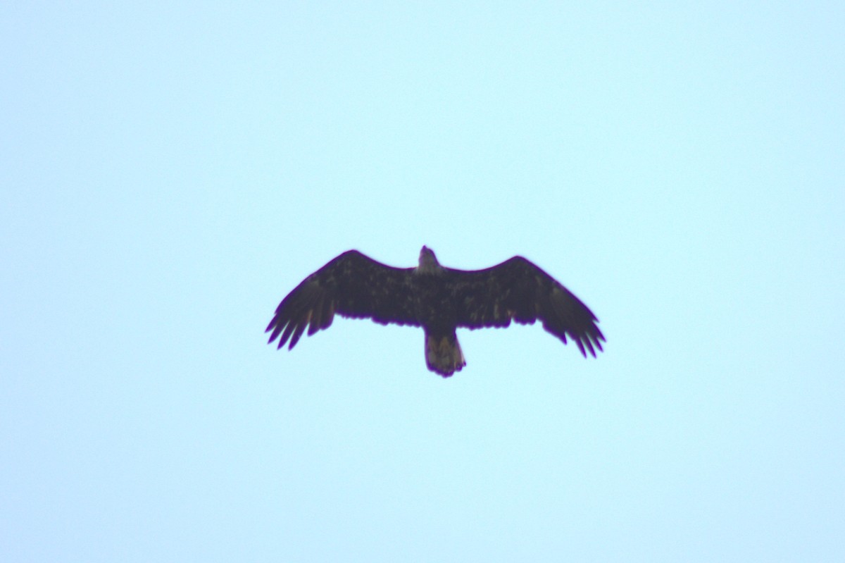 Ak Başlı Kartal - ML639369254