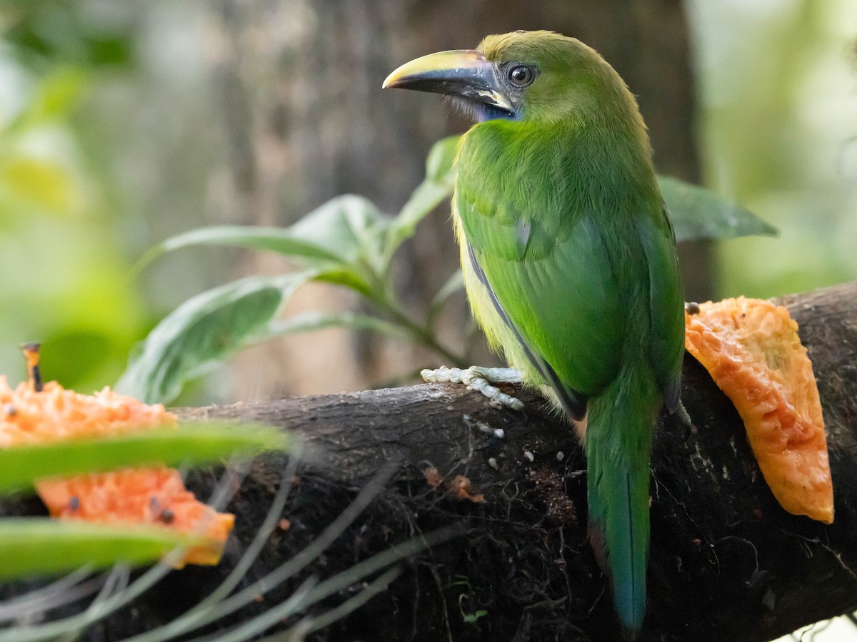 Northern Emerald-Toucanet - ML639369277