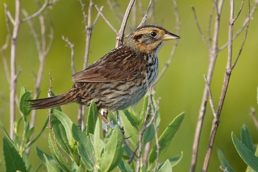 Saltmarsh Sparrow - ML639369285