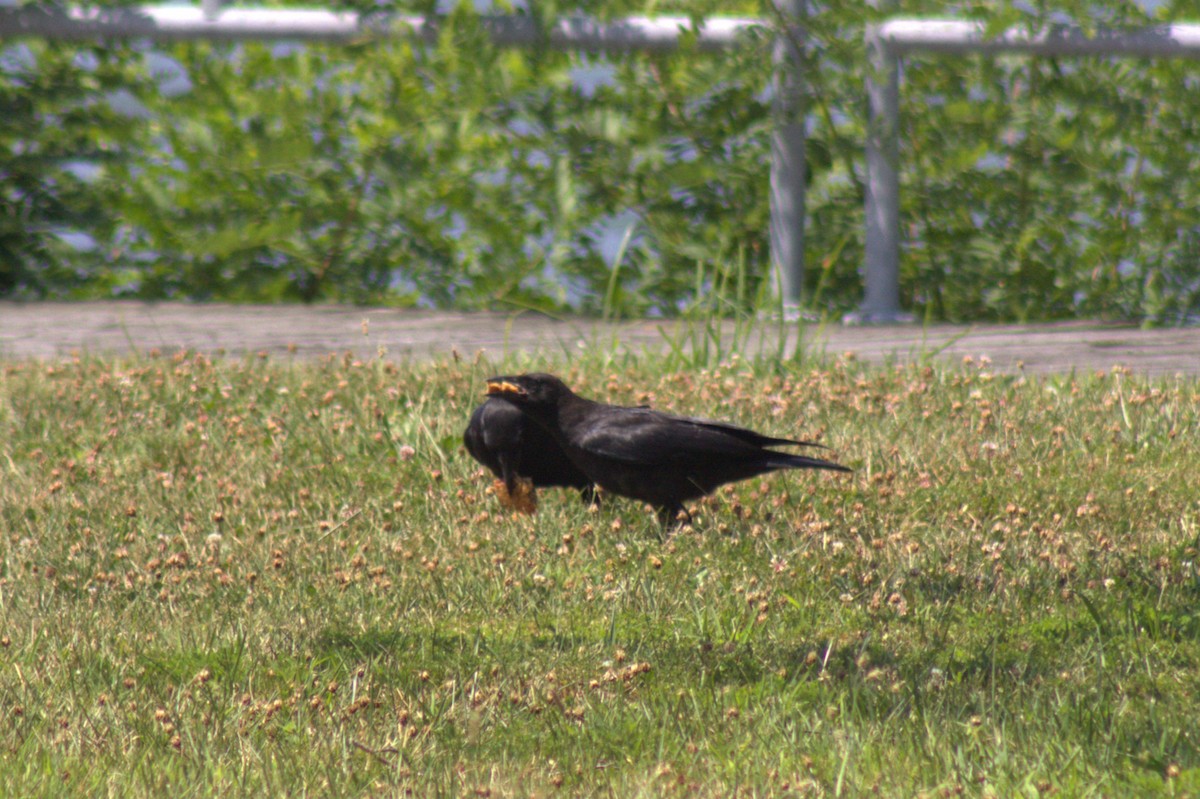crow sp. - ML639369326