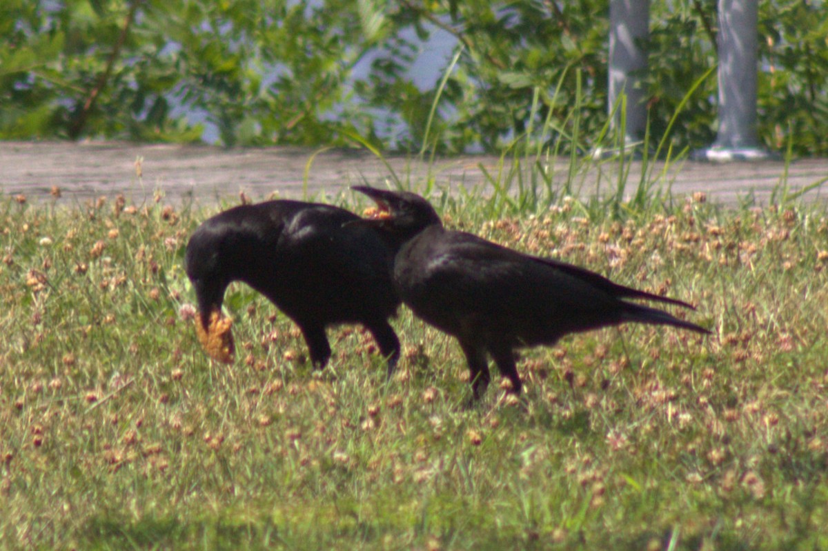 crow sp. - ML639369329