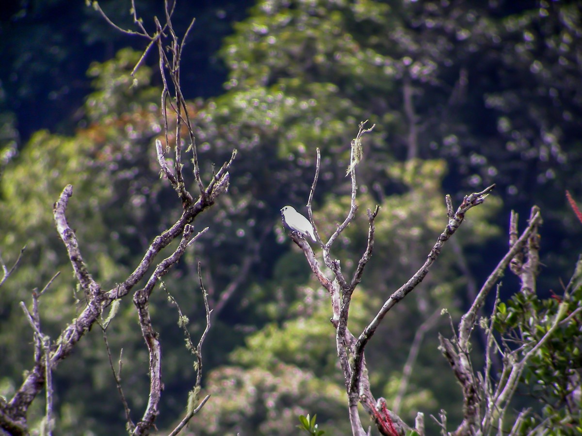 White Bellbird - ML639369337