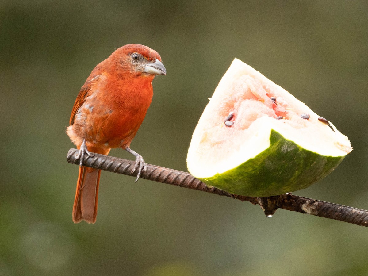 Hepatic Tanager - ML639369339