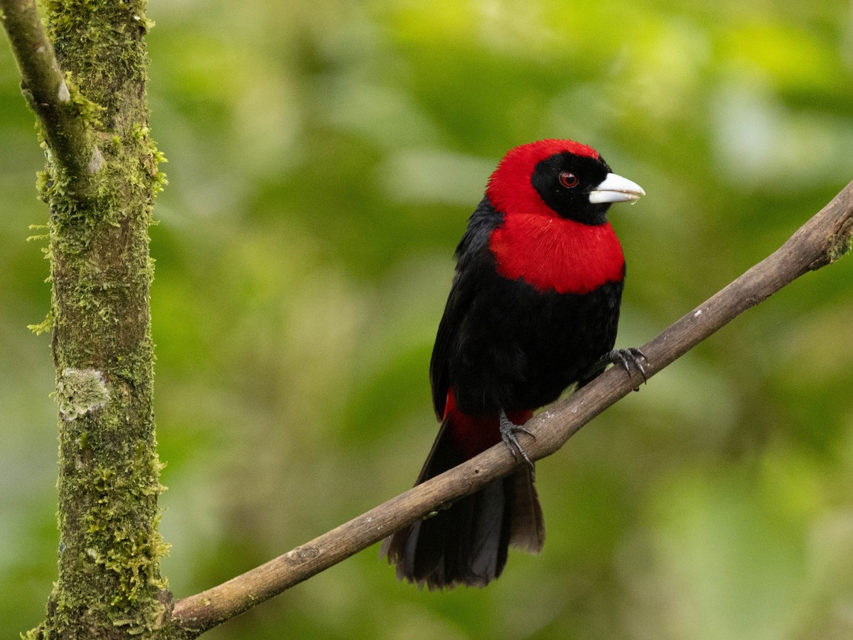 Crimson-collared Tanager - ML639369342