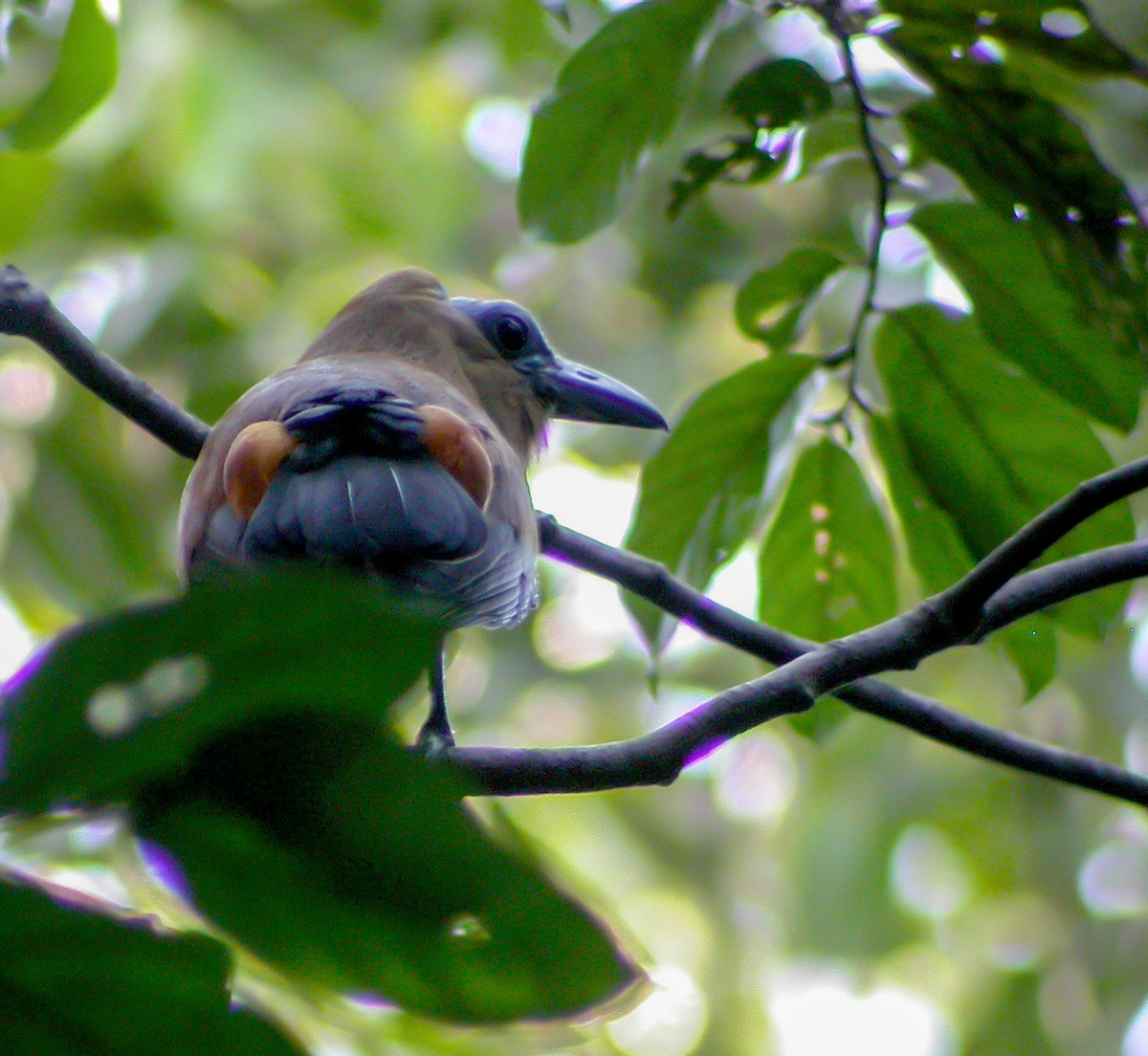Capuchinbird - ML639369346