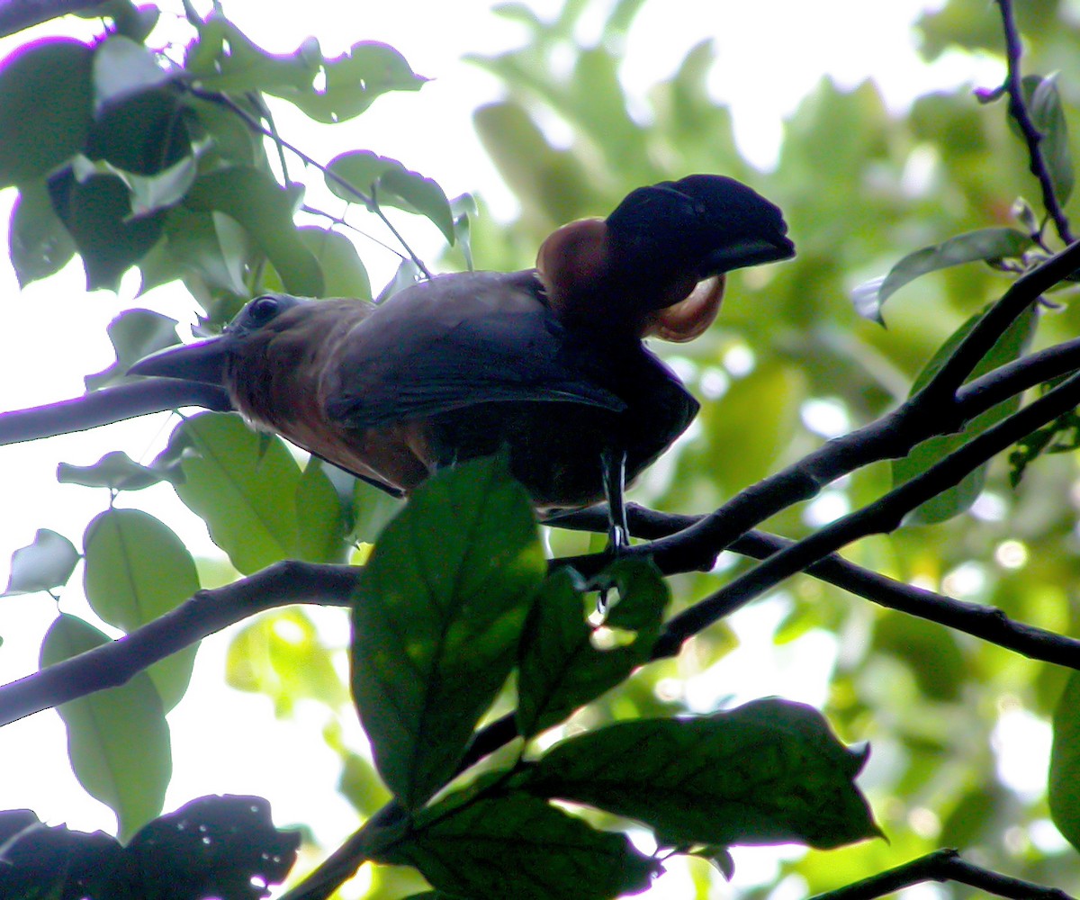 Capuchinbird - ML639369349