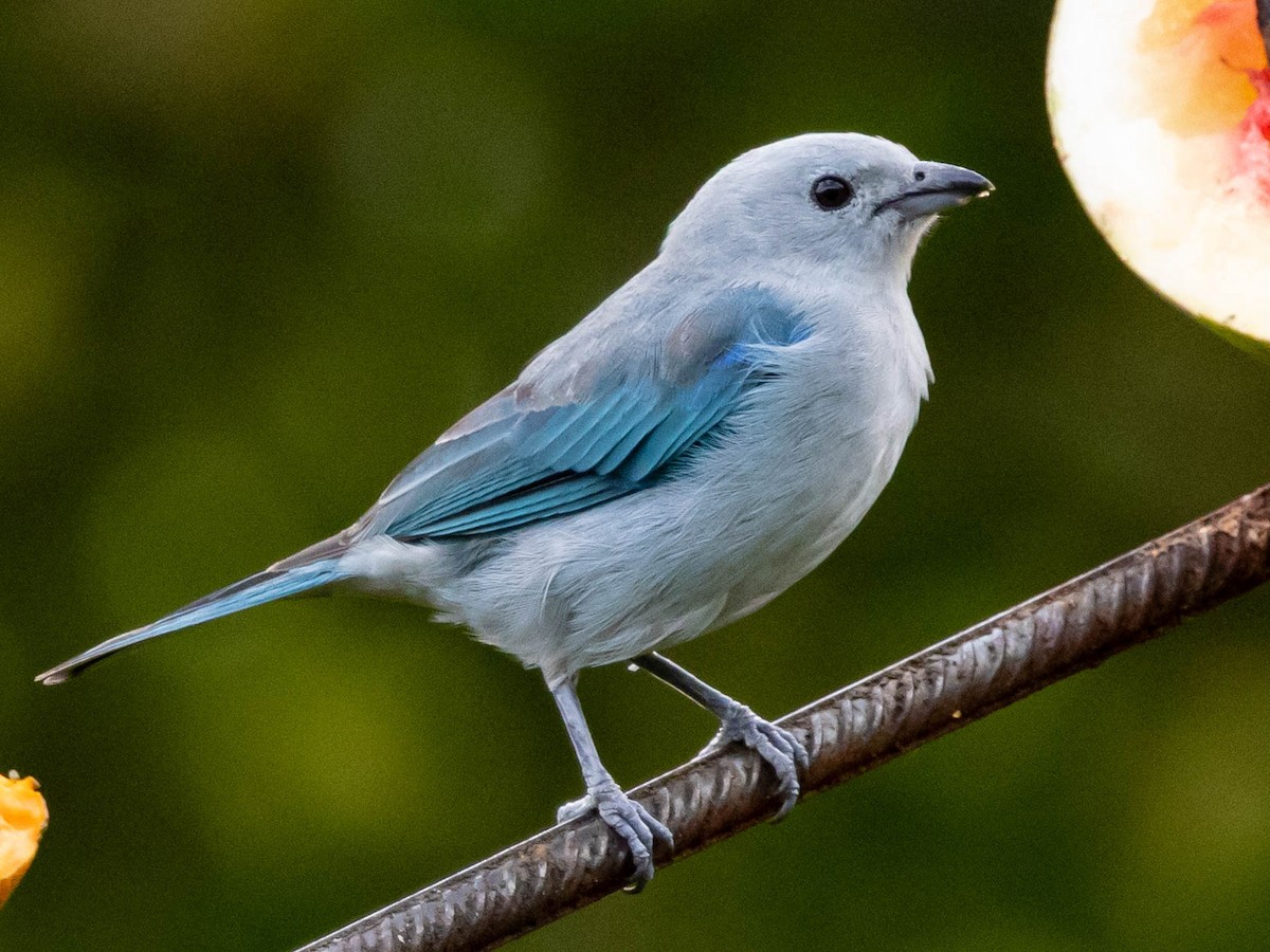 Blue-gray Tanager - ML639369352